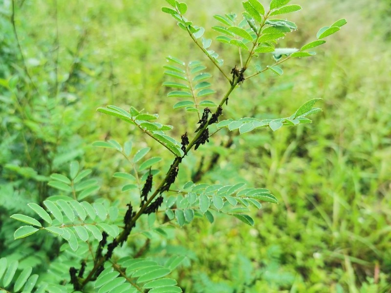 Indigofera densiflora photo 6
