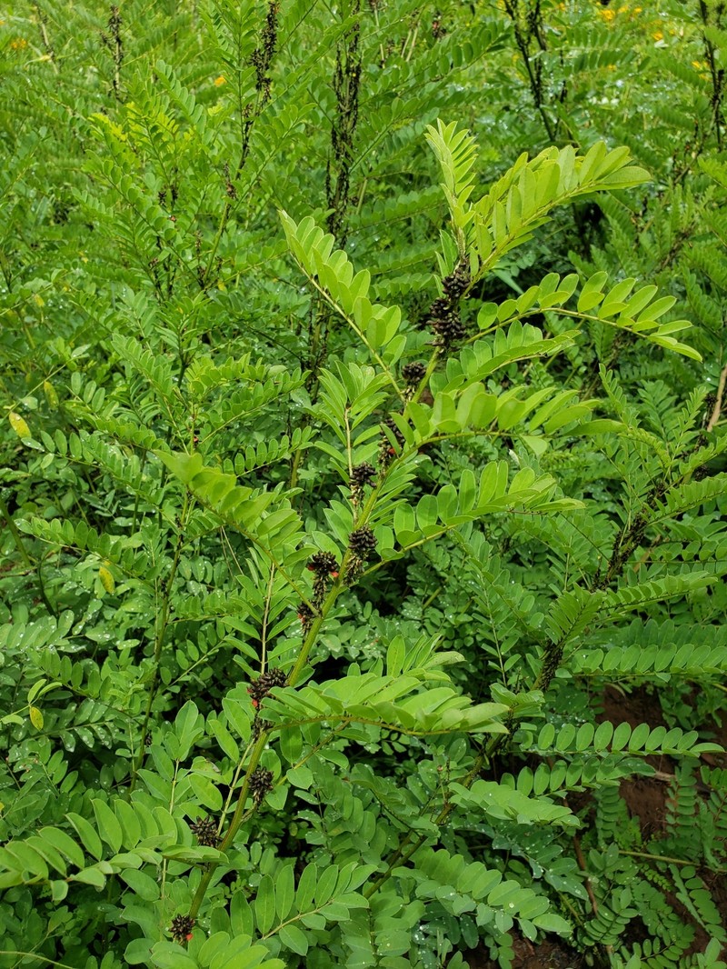 Indigofera densiflora photo 7