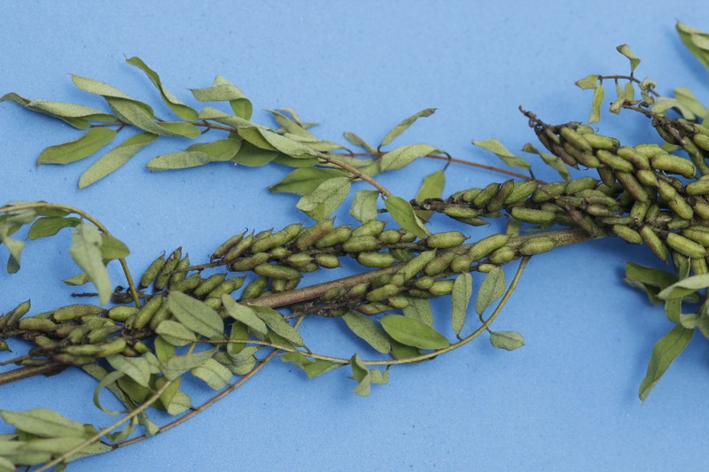 Indigofera densiflora photo 8