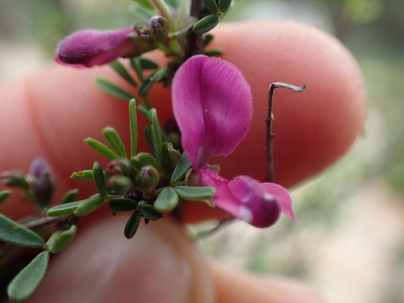 Indigofera denudata