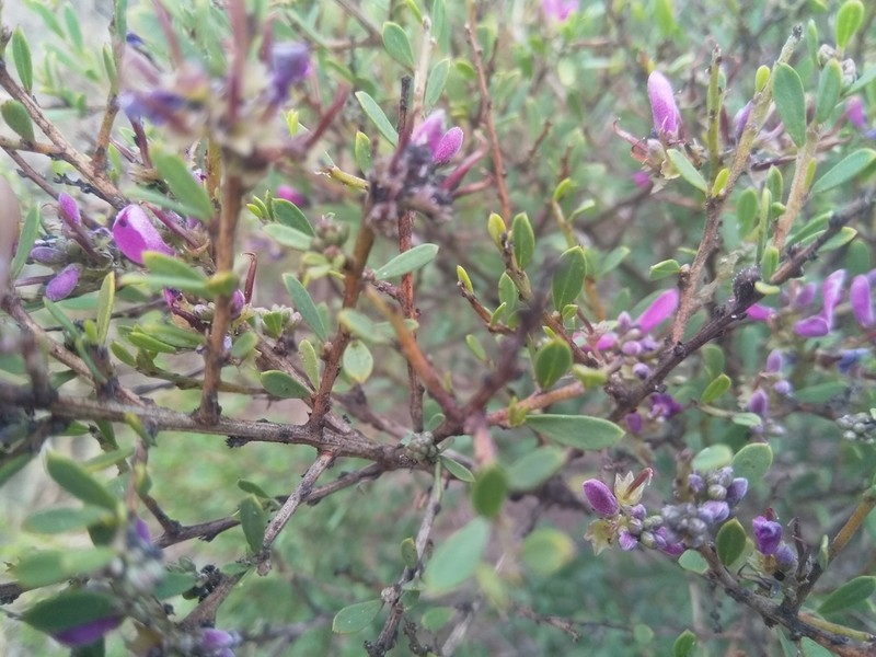 Indigofera denudata photo 2