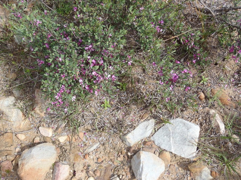Indigofera denudata photo 3
