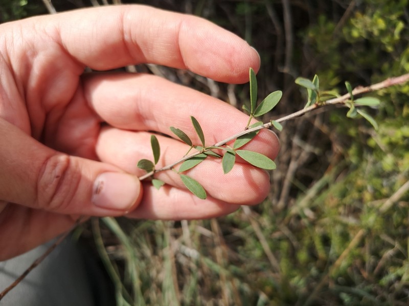 Indigofera denudata photo 4