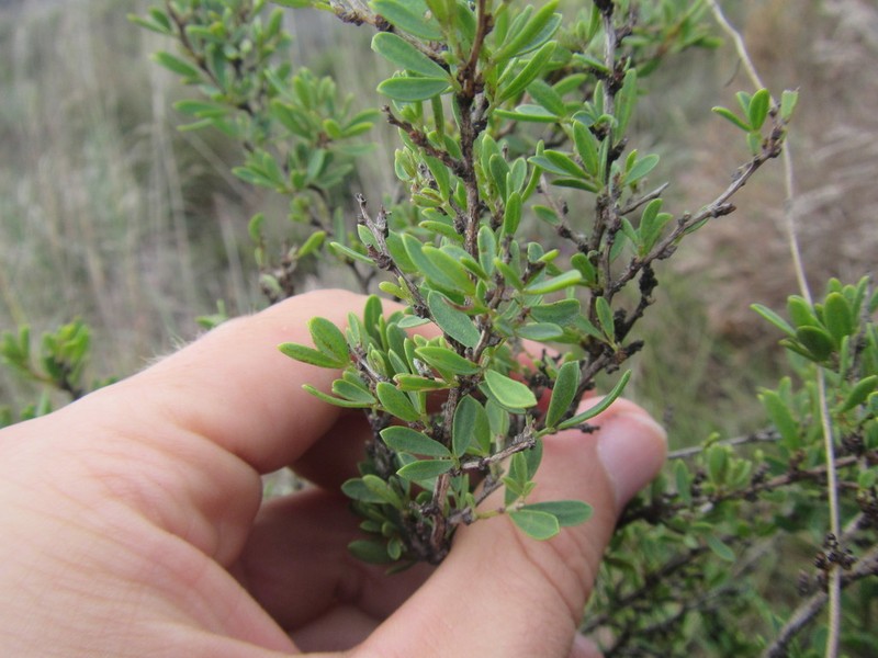 Indigofera denudata photo 5