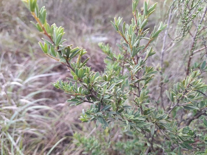 Indigofera denudata photo 6