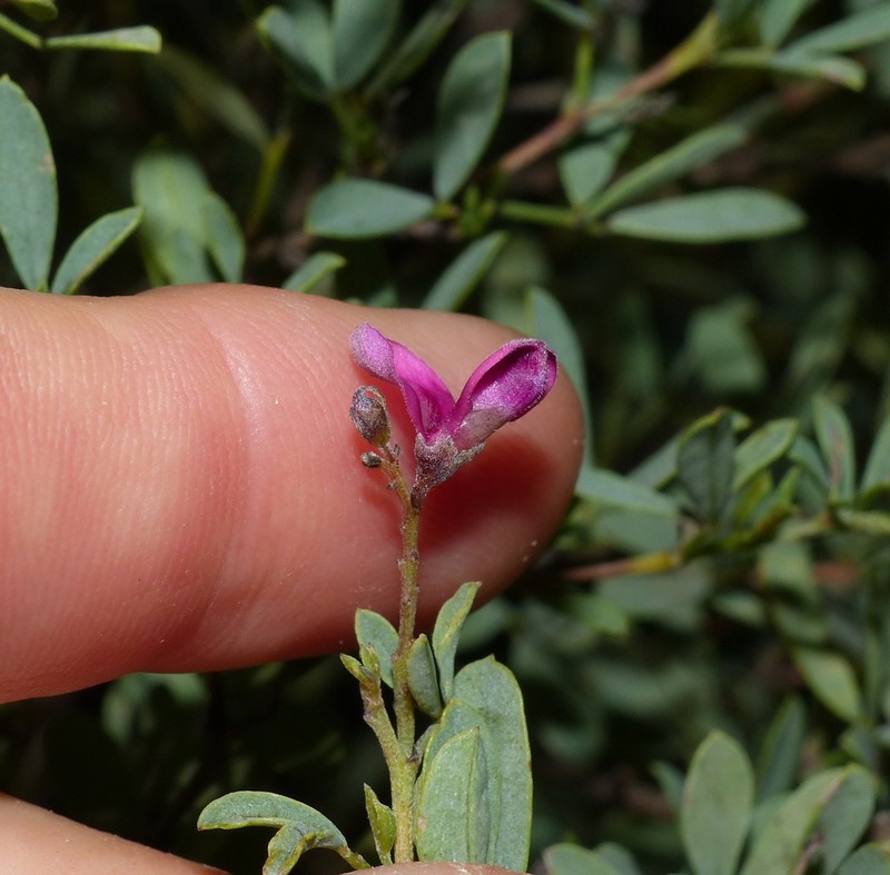 Indigofera denudata photo 7