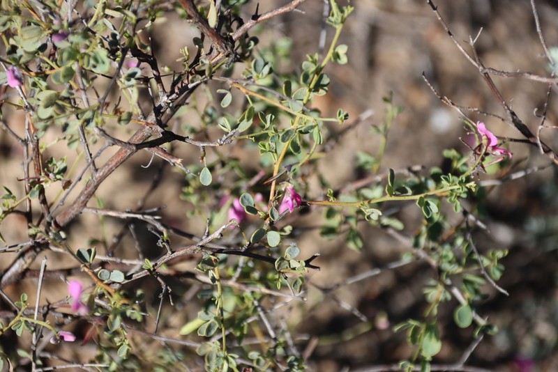 Indigofera denudata photo 8