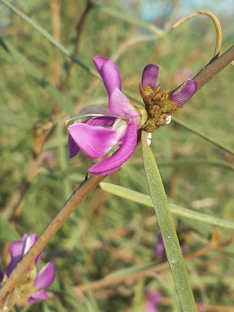 Indigofera depauperata