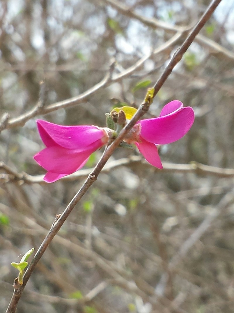 Indigofera depauperata photo 3