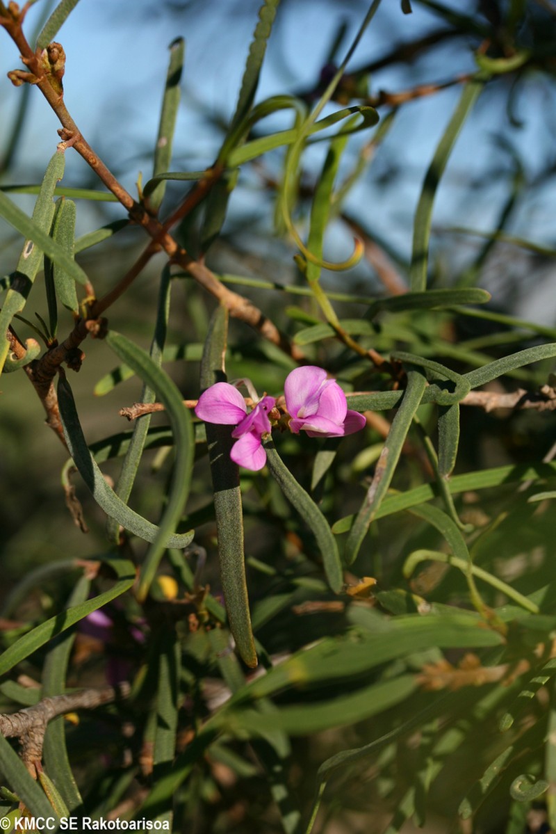 Indigofera depauperata photo 4
