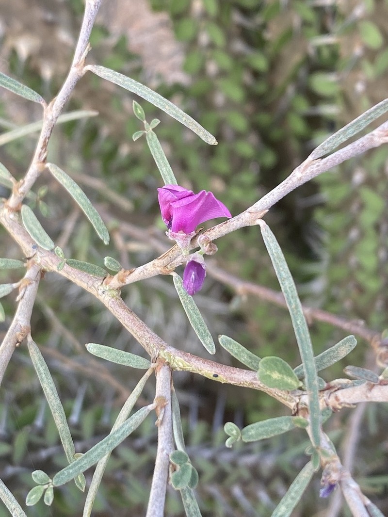 Indigofera depauperata photo 5