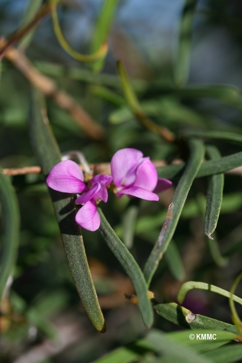 Indigofera depauperata photo 6