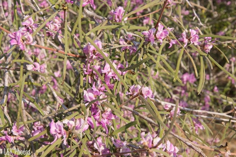 Indigofera depauperata photo 7