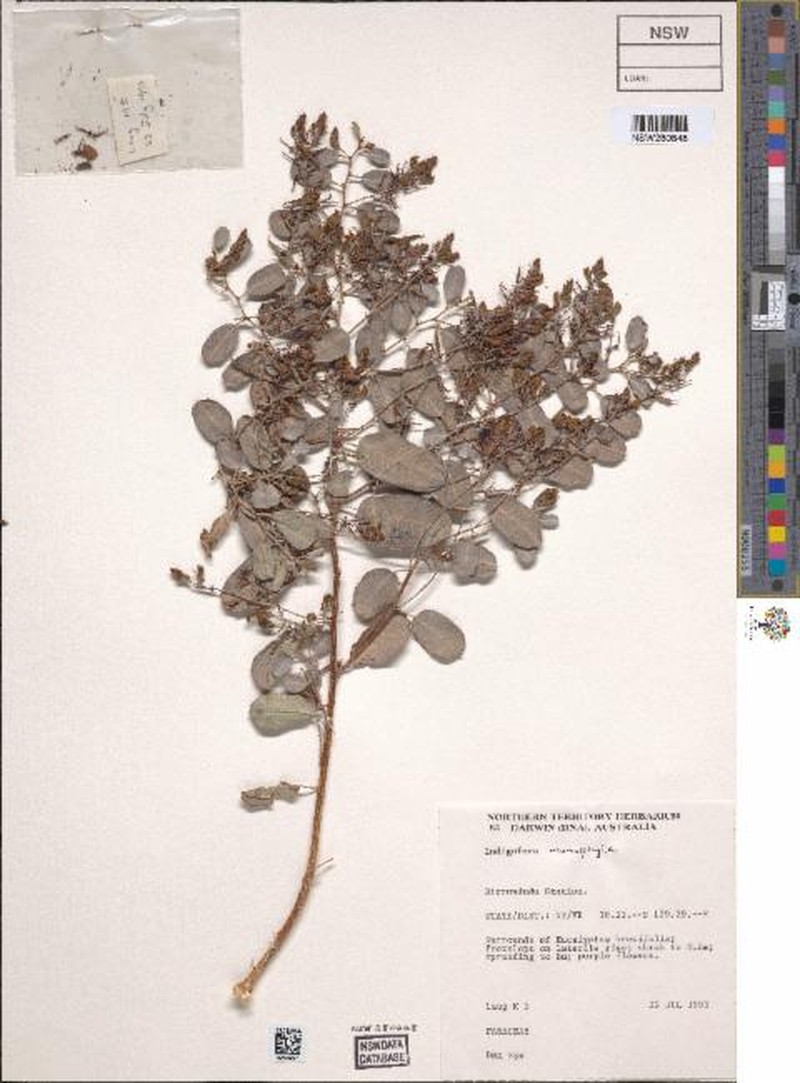 Indigofera deserticola