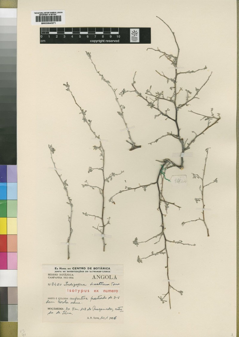Indigofera desertorum
