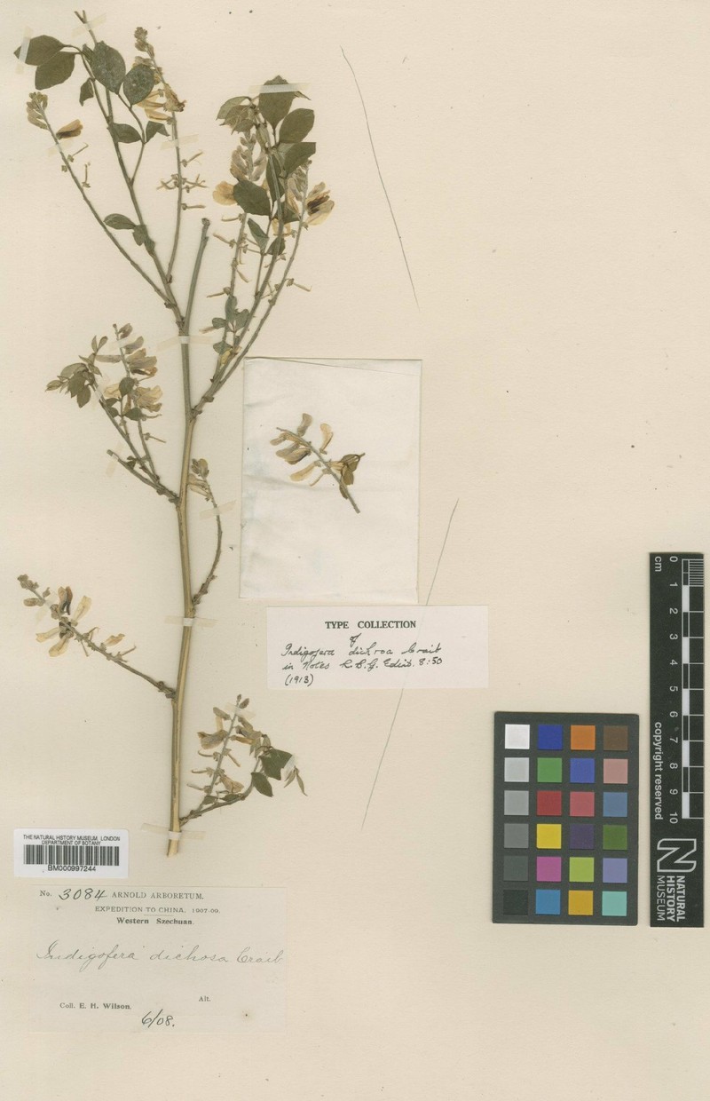 Indigofera dichroa