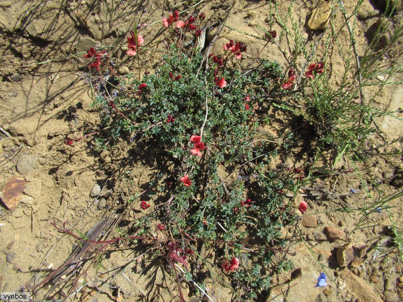 Indigofera digitata