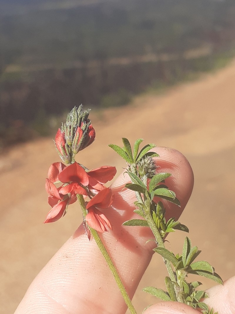 Indigofera digitata photo 3