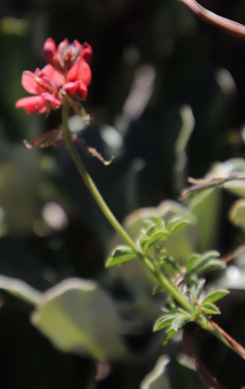 Indigofera digitata photo 6
