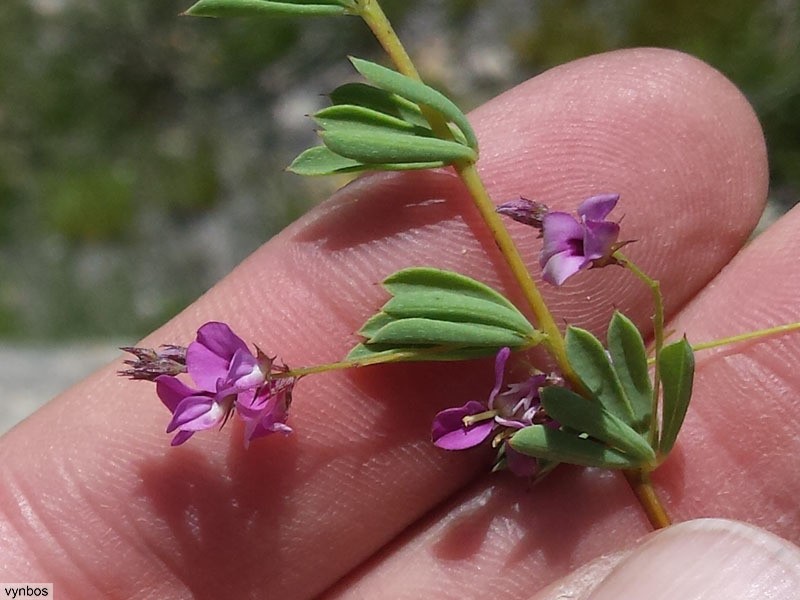 Indigofera dillwynioides
