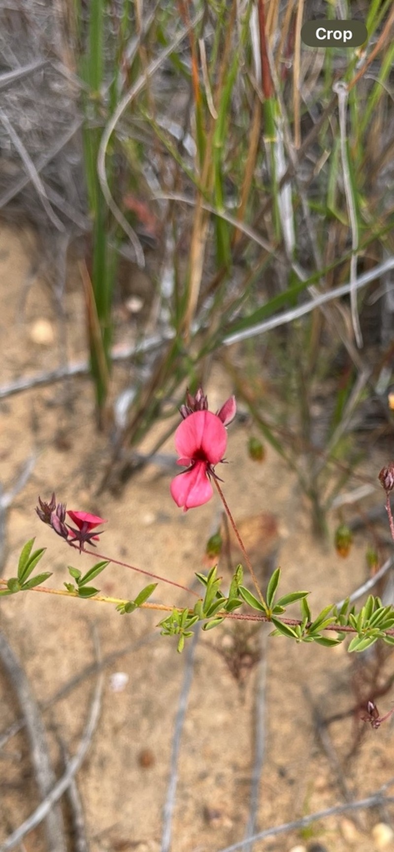 Indigofera dillwynioides photo 2