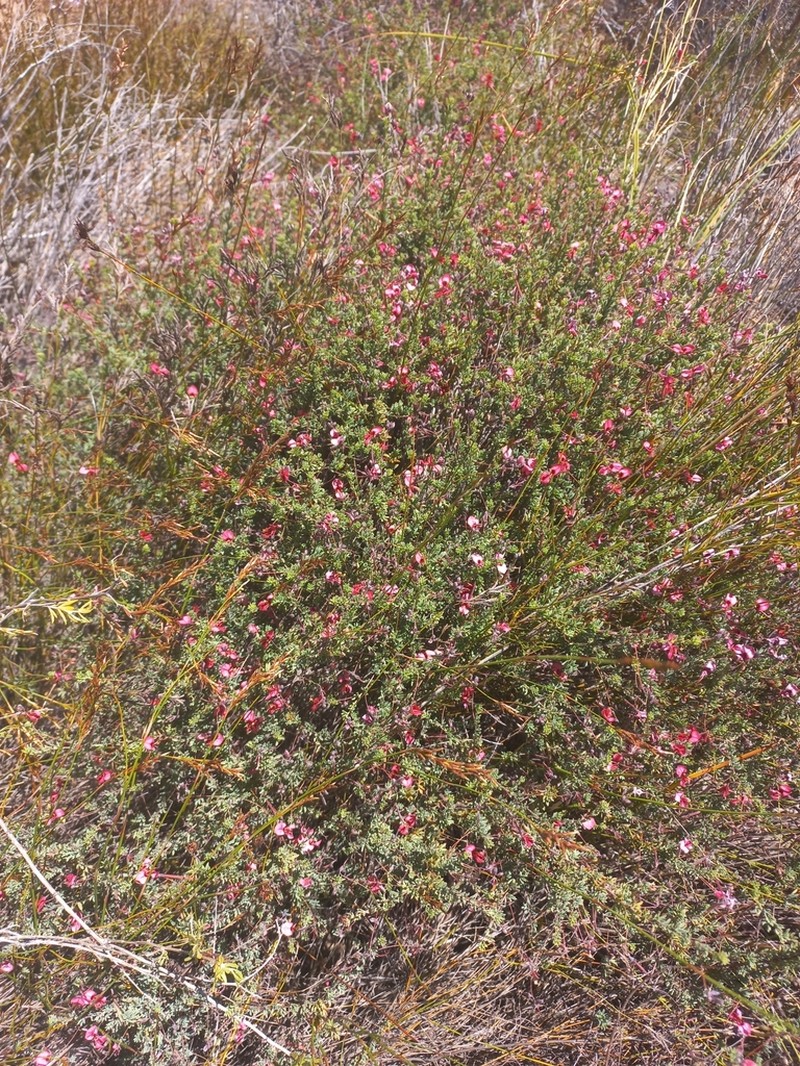 Indigofera dillwynioides photo 3
