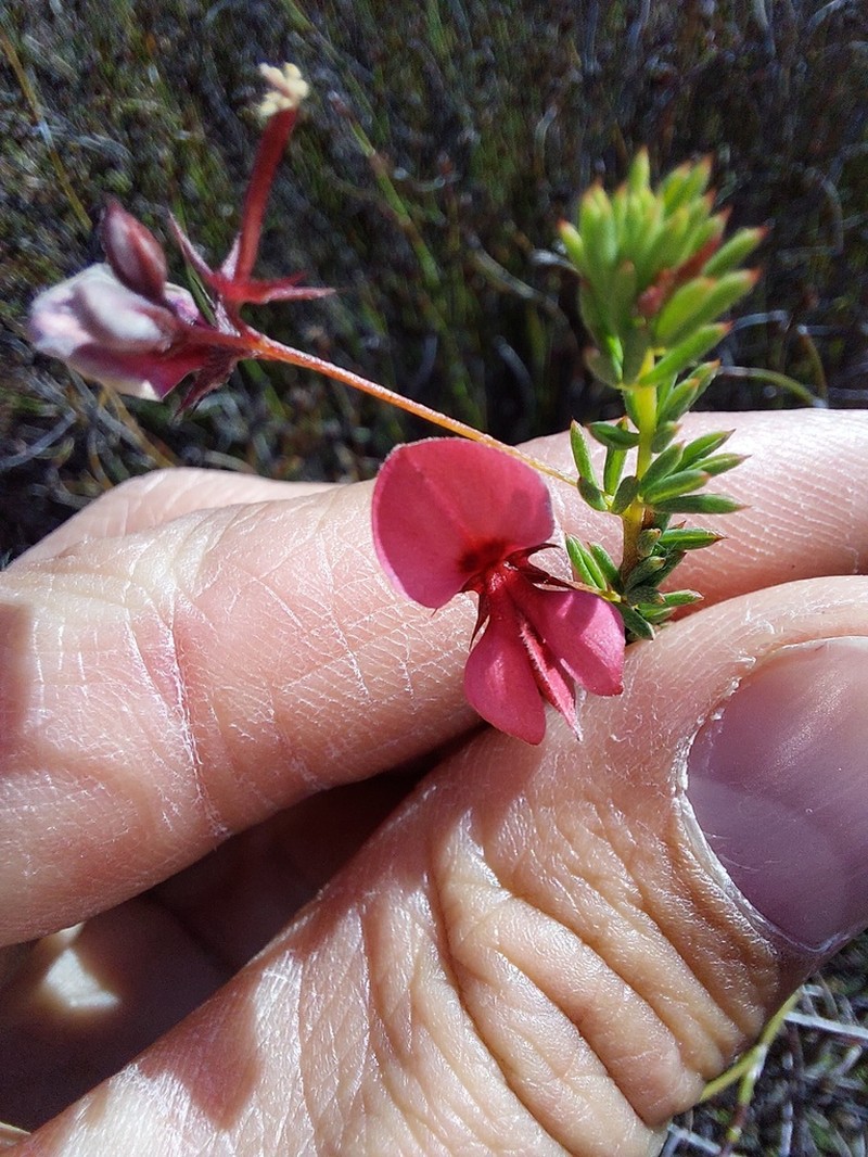 Indigofera dillwynioides photo 4