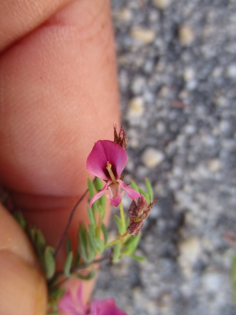 Indigofera dillwynioides photo 5