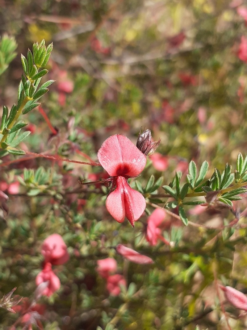 Indigofera dillwynioides photo 6