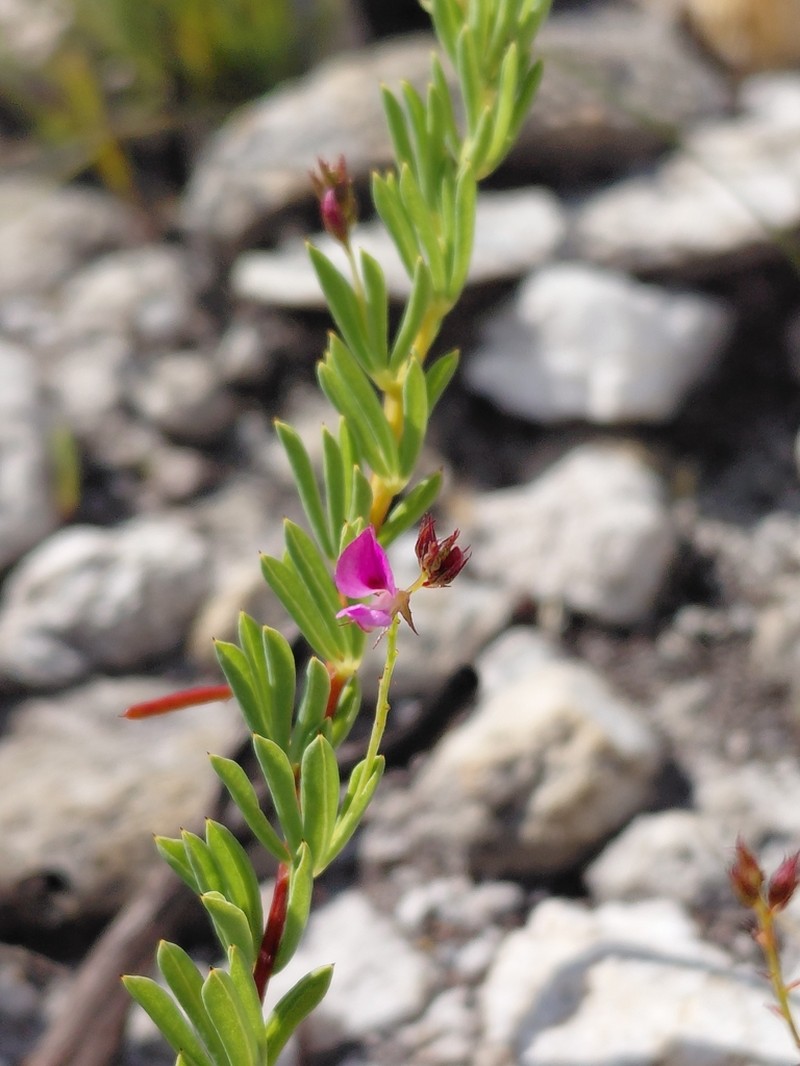 Indigofera dillwynioides photo 7