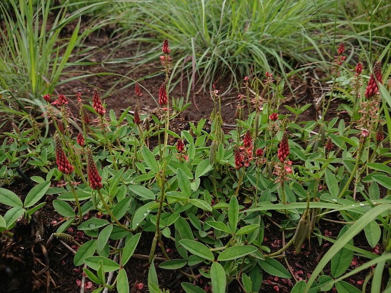 Indigofera dimidiata