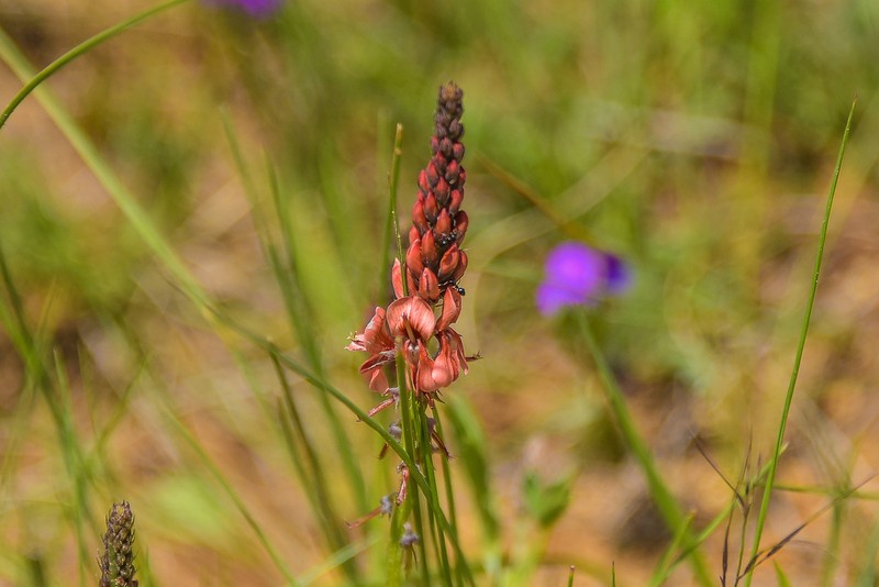 Indigofera dimidiata photo 5