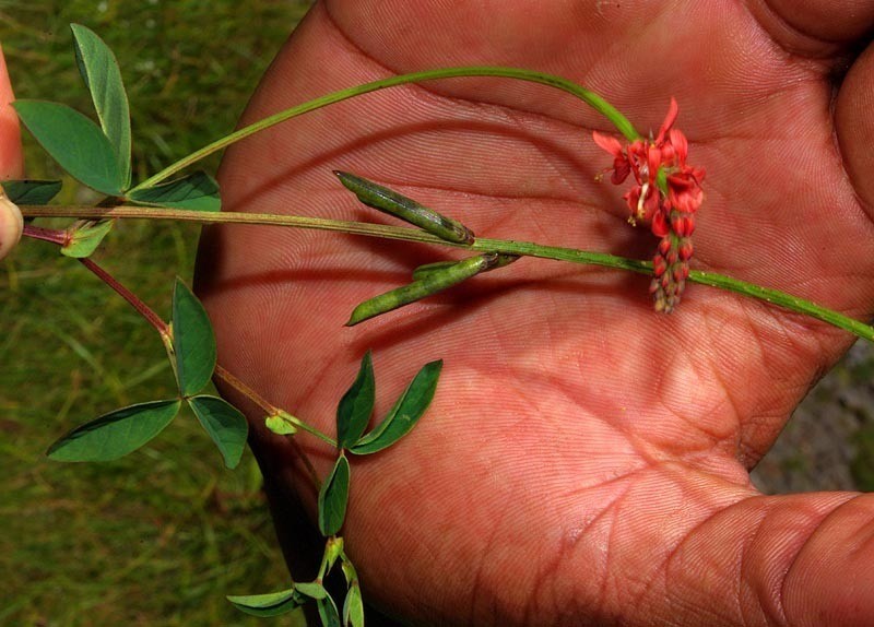 Indigofera dimidiata photo 6