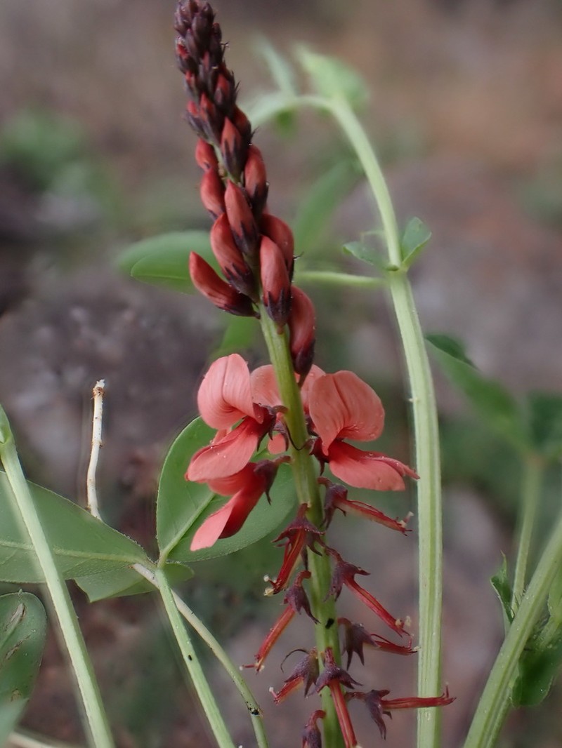 Indigofera dimidiata photo 7