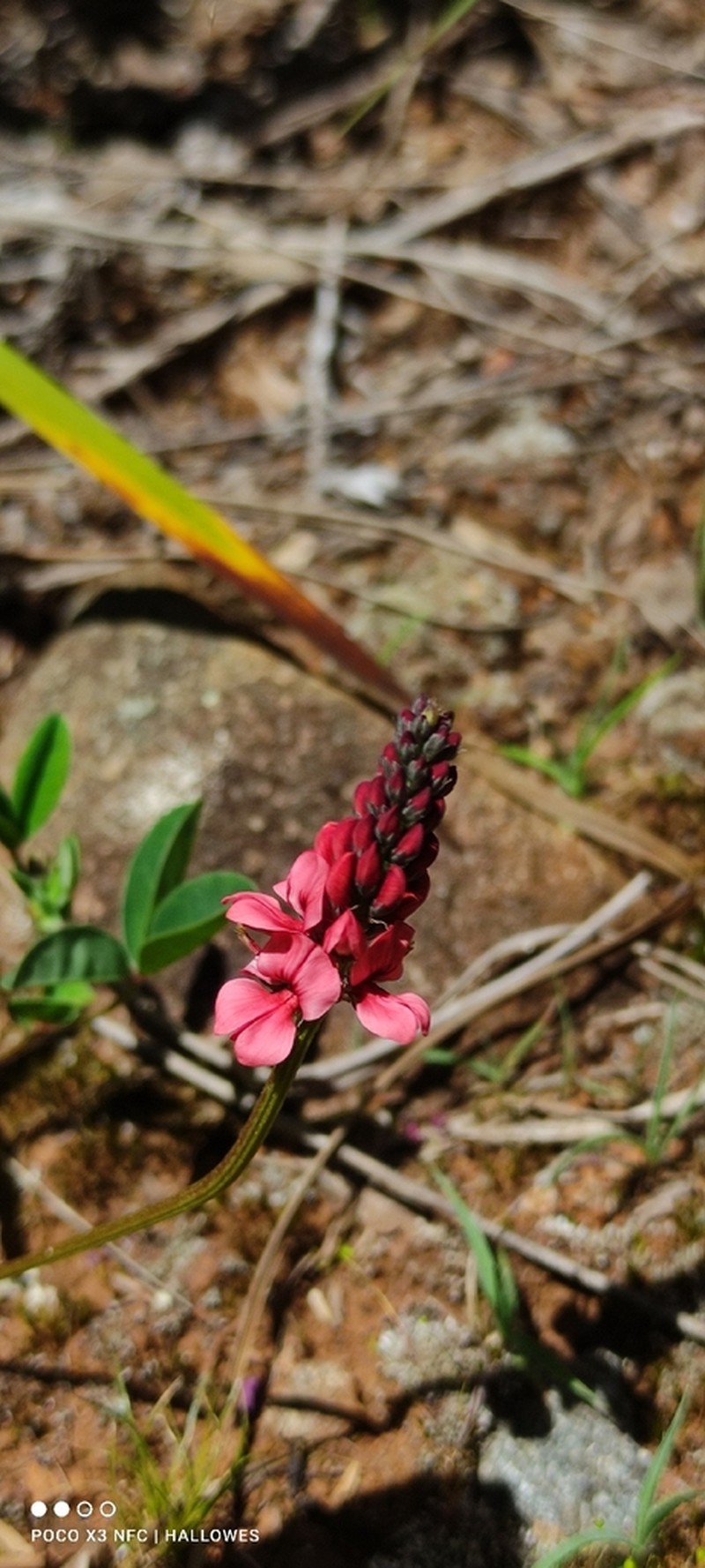 Indigofera dimidiata photo 8