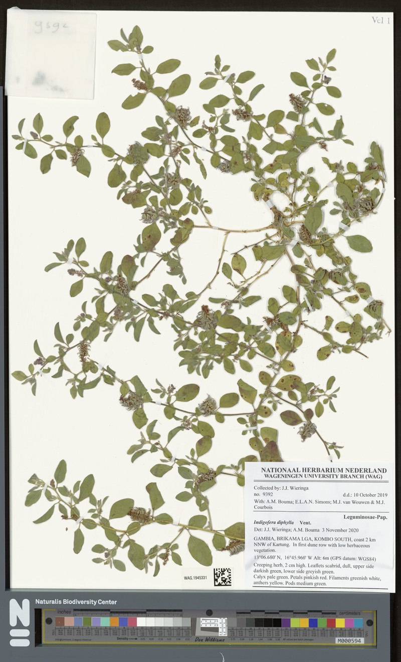 Indigofera diphylla