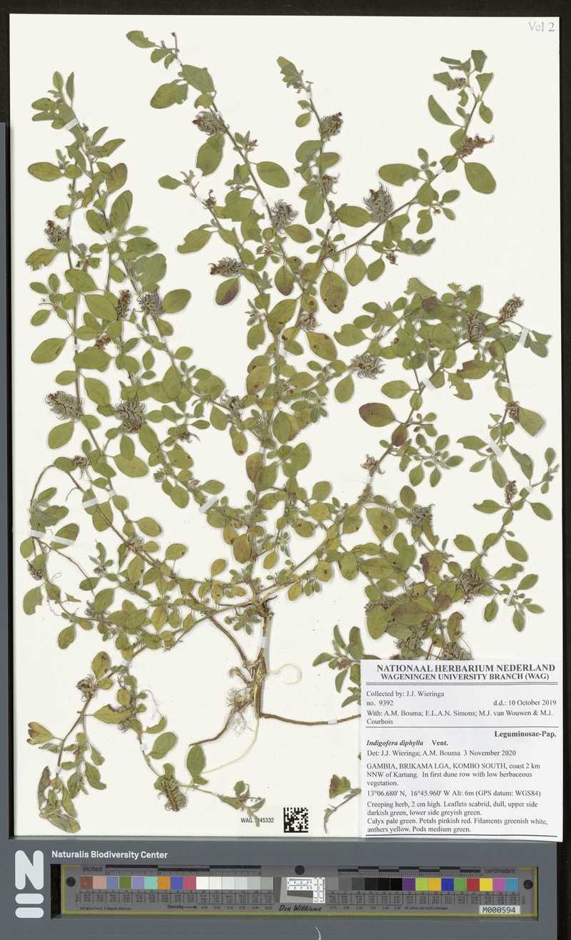 Indigofera diphylla photo 2