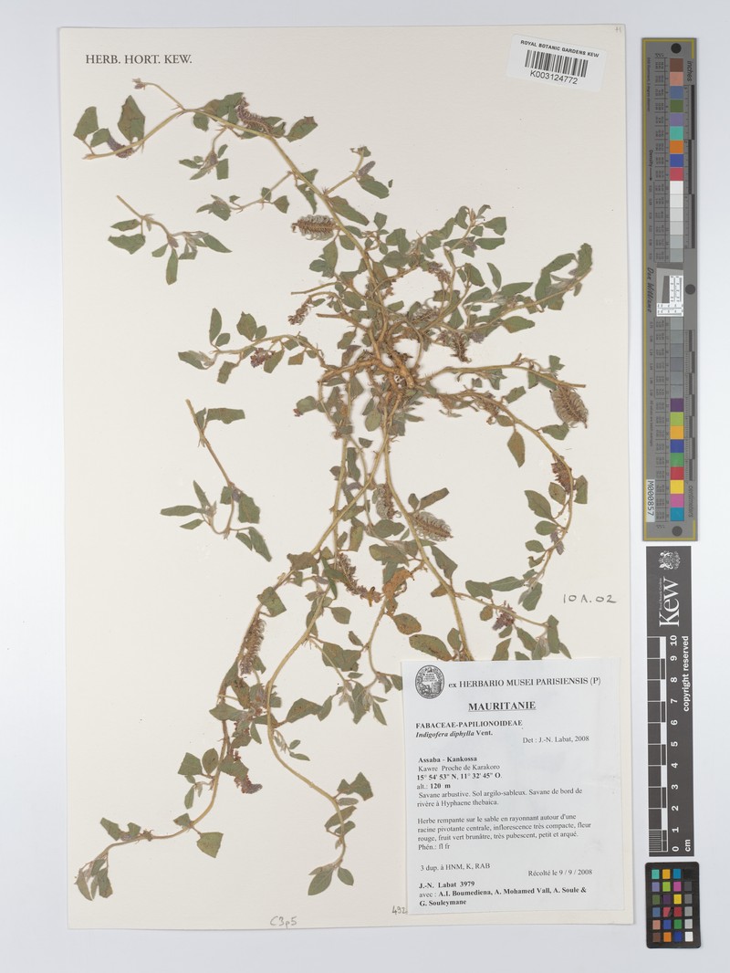 Indigofera diphylla photo 3