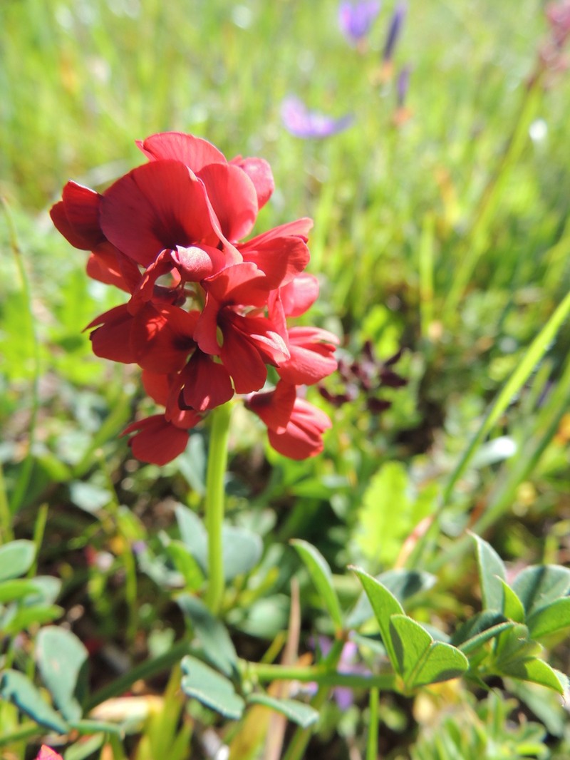 Indigofera discolor