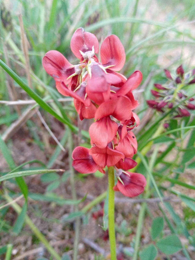 Indigofera discolor photo 2
