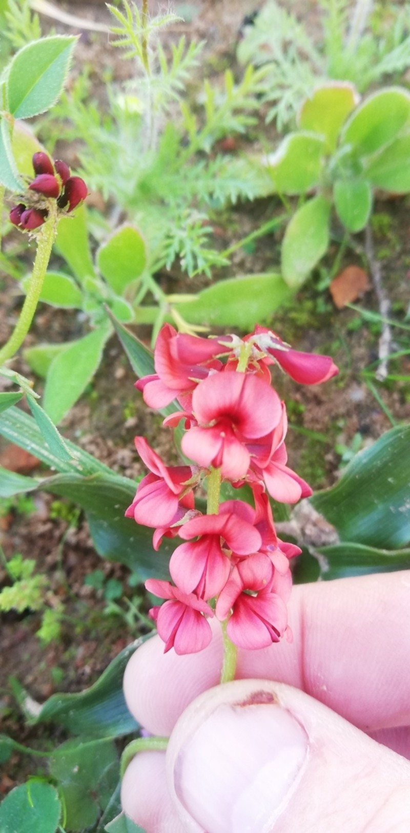 Indigofera discolor photo 3