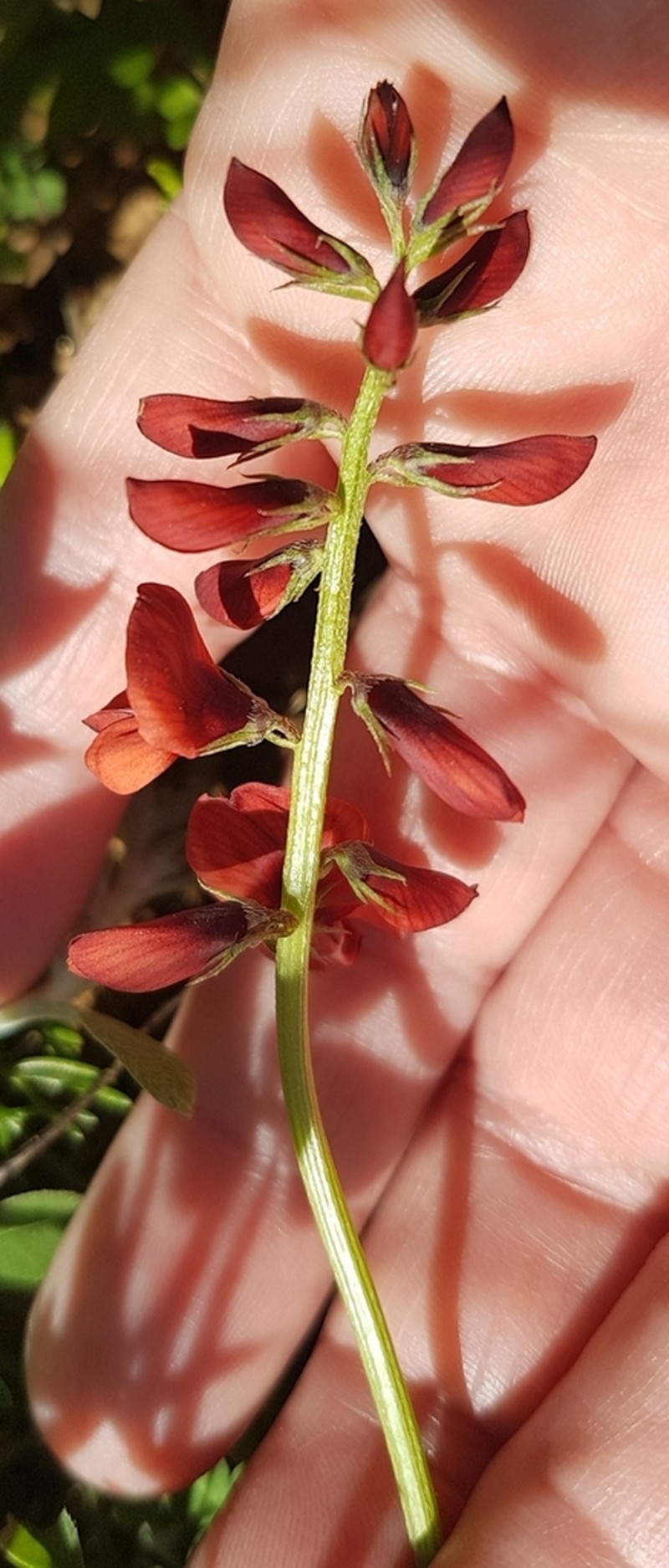 Indigofera discolor photo 4