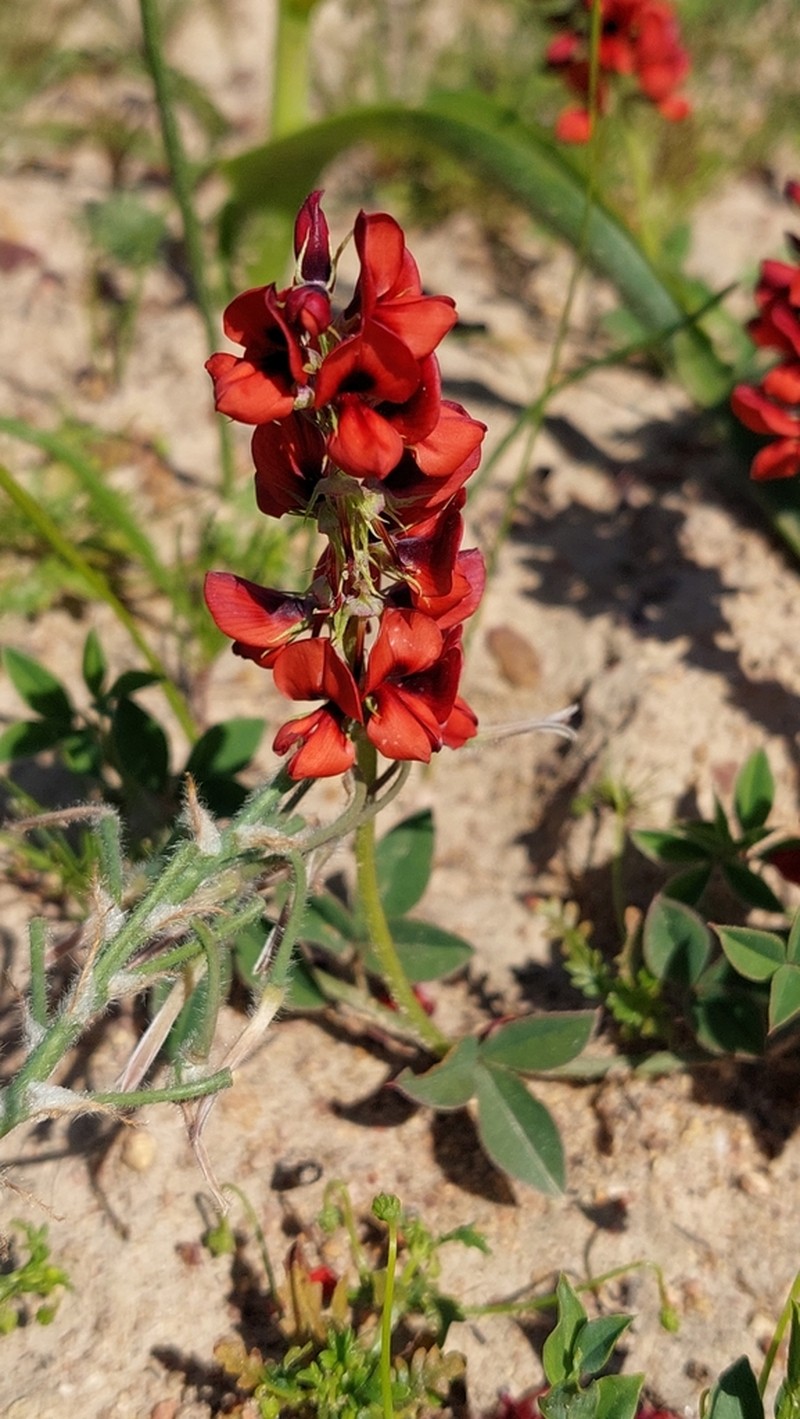 Indigofera discolor photo 5