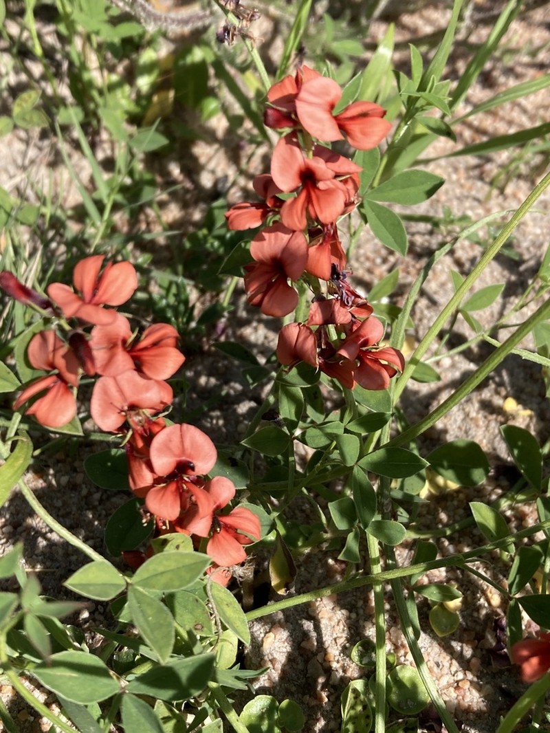 Indigofera discolor photo 7