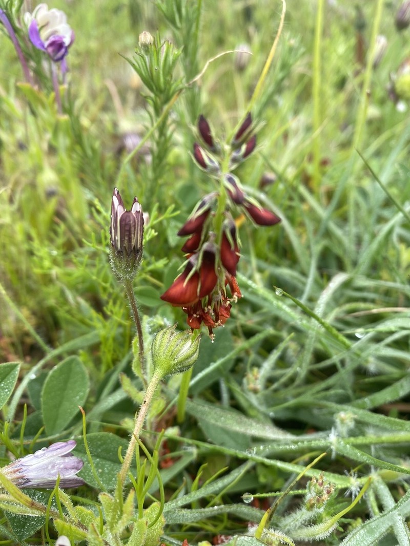 Indigofera discolor photo 8