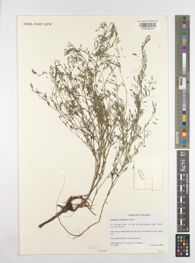 Indigofera dissitiflora