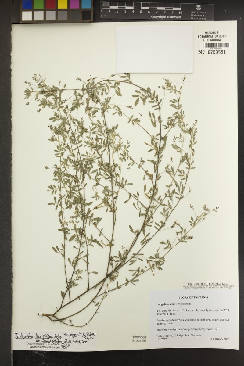 Indigofera dissitiflora var. major