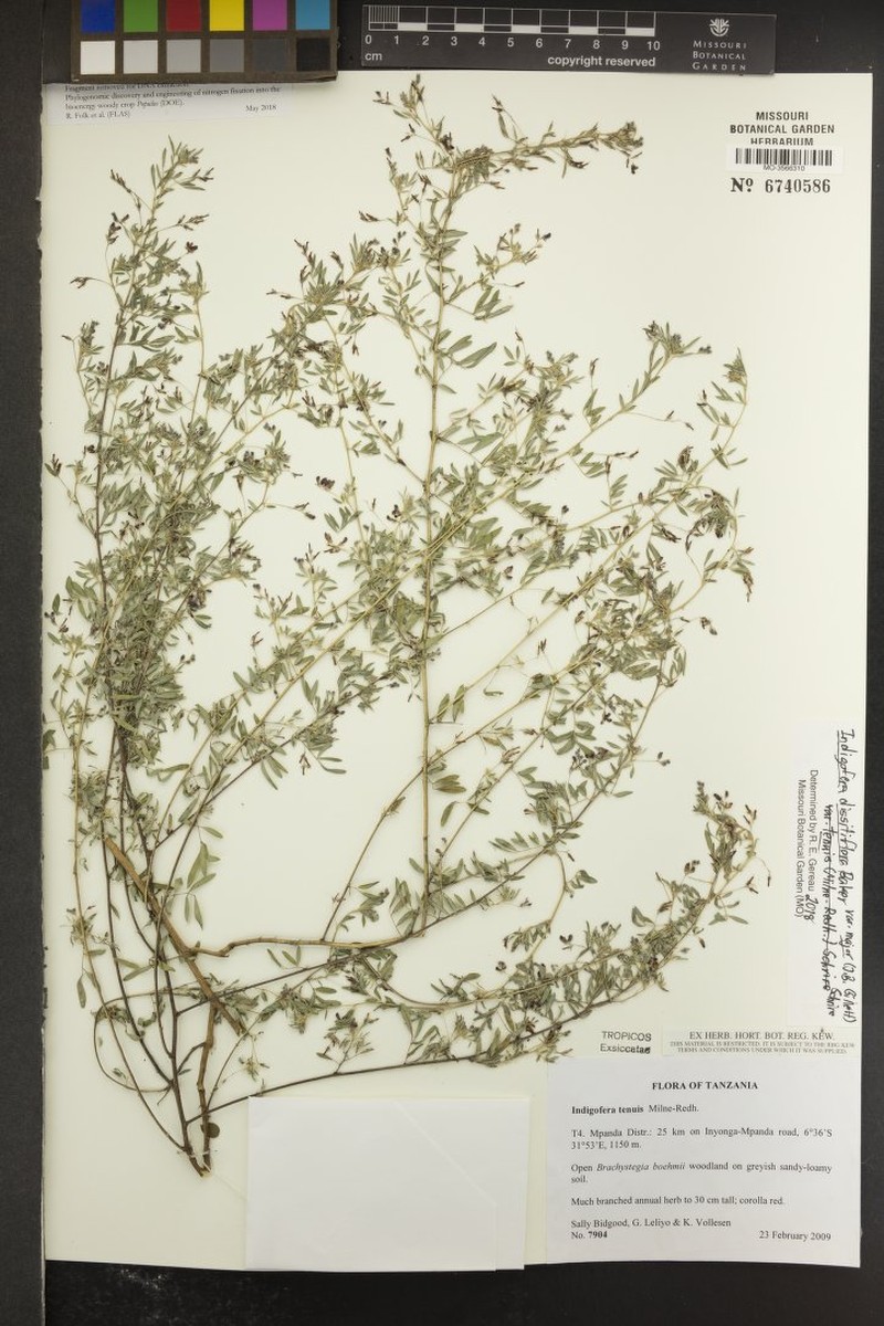 Indigofera dissitiflora var. major photo 2