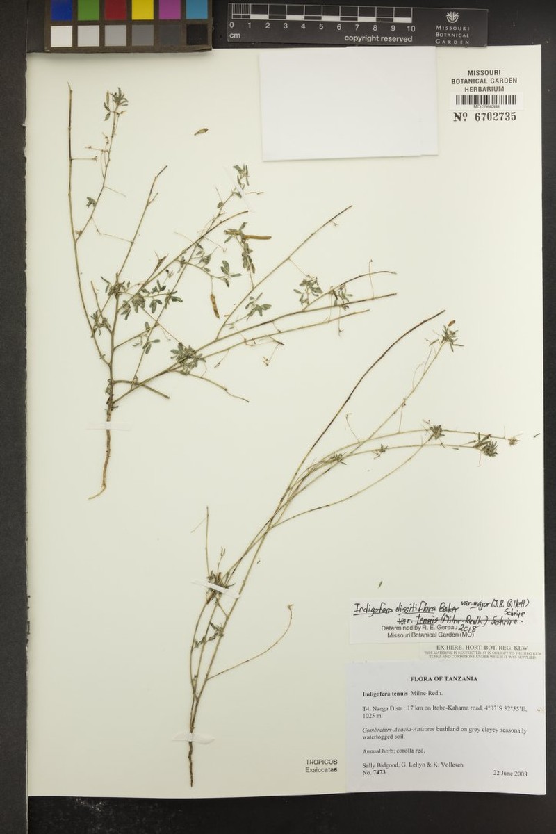 Indigofera dissitiflora var. major photo 3