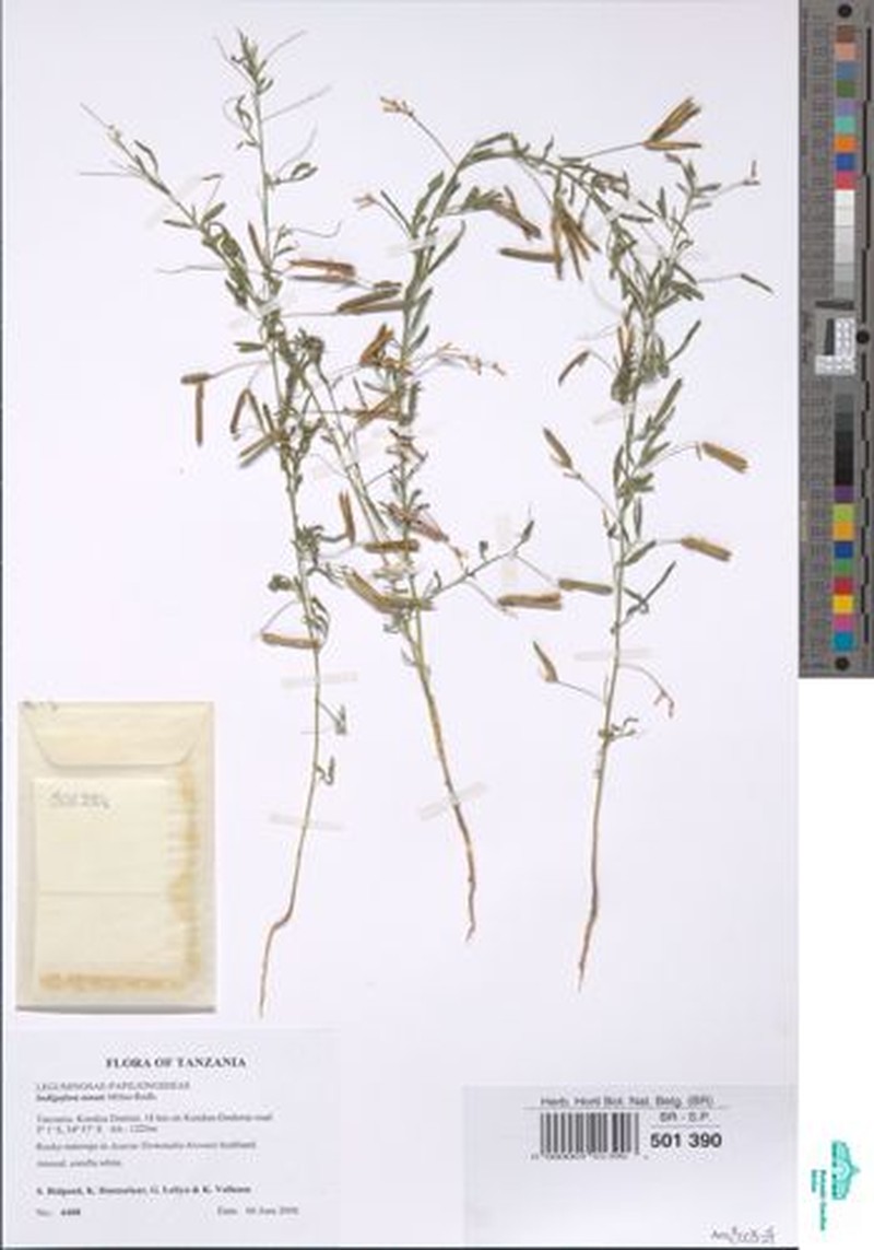 Indigofera dissitiflora var. major photo 4
